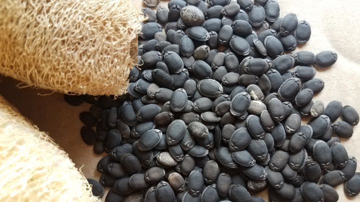 H%E1%BA%A1t%20gi%E1%BB%91ng%20M%C6%B0%E1%BB%9Bp%20R%E1%BB%ABng-%20M%C6%B0%E1%BB%9Bp%20%C4%91%E1%BA%A5t(%20g%C3%B3i%2030%20h%E1%BA%A1t).%20T%E1%BB%B7%20l%E1%BB%87%20n%E1%BA%A9y%20m%E1%BA%A7m%20cao.%20Sai%20tr%C3%A1i,%20kh%C3%B4ng%20b%E1%BB%8B%20ru%E1%BB%93i%20v%C3%A0ng%20%C4%91%E1%BB%A5c%20qu%E1%BA%A3,%20th%C6%A1m%20ngon%20b%E1%BB%95%20d%C6%B0%E1%BB%A1ng,%20gi%E1%BA%A3i%20nhi%E1%BB%87t%20c%C6%A1%20th%E1%BB%83...%20-%20Image%205