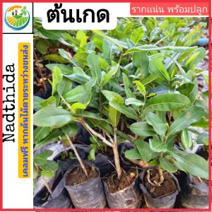 Nadtida ต้นเกด ต้นไม้ตาย ระหว่างขนส่งเคลมฟรี เกด ไม้ป่าหายาก ควรปลูกอย่างยิ่ง ต้นไม้ตาย ระหว่างขนส่ง เคลมฟรี