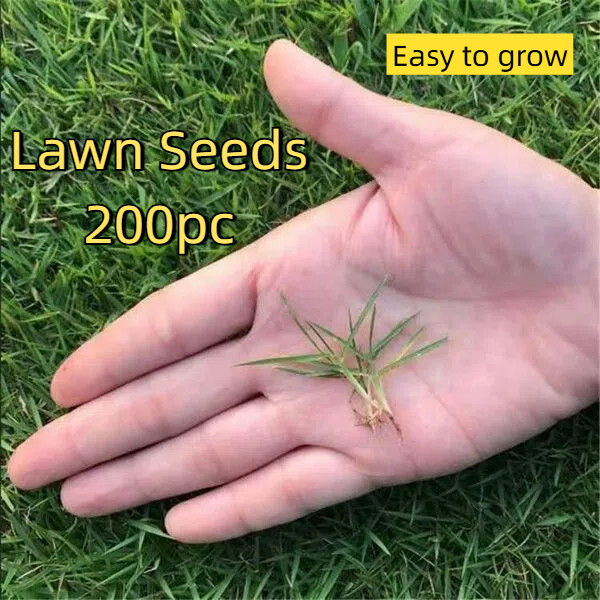 100pcs Young Grass Seeds Carpet Grass Seeds Easy To Grow Lazada Singapore