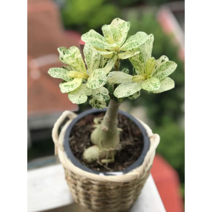 Rare Green Thailand Adenium Desert Rose Plant Seeds With Variegated Siam Leaves