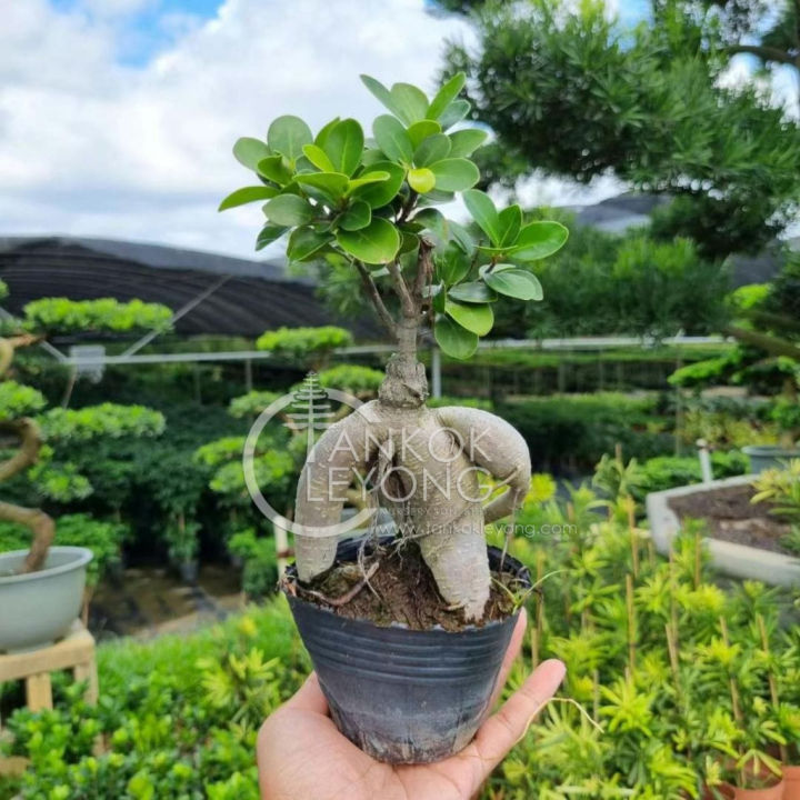 TKL - Outdoor Bonsai Ficus Ginseng Mini 室外盆景迷你人参榕 | Lazada Malaysia