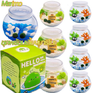 Dargly Marimo ของแท้ มอสบอล สำหรับให้เป็นของขวัญ สำหรับคนที่รัก มาริโมะ