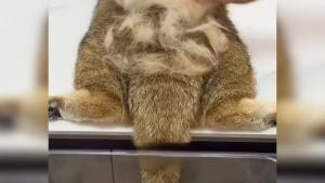 New Cat Steam Brush 3 in 1Steam Groomer Brush RechargeableSteam Groomer Comb for Massaging and Cleaning Shedding Pets Hair Multifunctional Hair Removal Comb for Cats Dogs (Khaki+White)