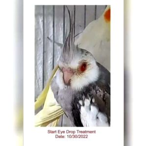 Magnifica One Eye Cold Treatment SET: A Comprehensive Guide