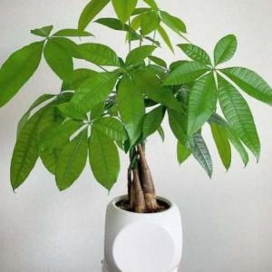Money Tree (Pachira aquatica) -  - Pokok Duit - मनी ट्री Pachira – Lucky Plant for Prosperity Feng Shui Favorite Indoor Air Purifier Braided Trunk Low Maintenance LIVE PLANT