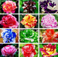 Benih Bunga Rose Jepun - 玫瑰种子 Mixed 6 Seeds Rose Flower Seeds Japanese Roses Plants Seeds for Planting Biji Benih Bunga Pokok Bunga Hidup Pokok Bunga Hidup Tahan Panas Bonsai Tree Live Plant Air Plant Real Plant Indoor Plants Flower Seeds Malaysia. 