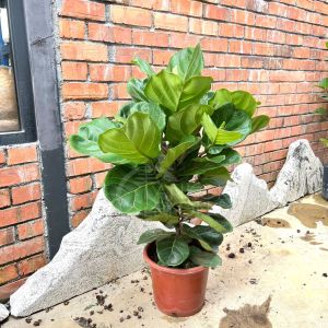 TKL - Big Size Ficus Lyrata Big Leaf (80-100cm) 大型大叶琴叶榕 (80-100cm)