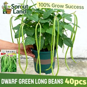 [Beginners Easy Grow] Dwarf Frameless Chinese Green Long Beans Seeds for Planting Vegetable Plants (40 Seeds) High Yield Organic Bush Sitaw Seeds Cowpea Vegetable Seeds for Gardening Bush Beans Seeds Bush Sitao Seeds Bonsai Potted Veggie Seeds Seedlings