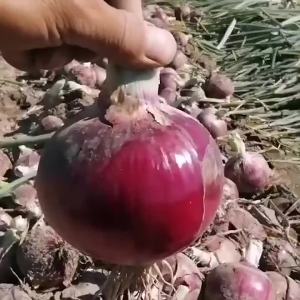 新品种红皮洋葱种子种籽圆葱耐寒紫皮葱种孑秋冬季农家蔬菜种子