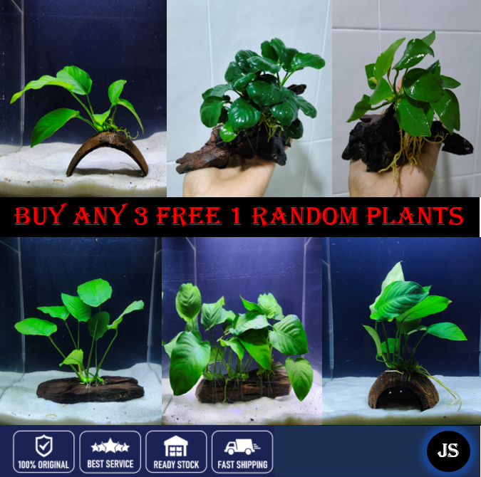 🔥Buy 3 Free 1🔥Anubias, Windelov & Java Fern Aquatic Live Plant (Anubias ...