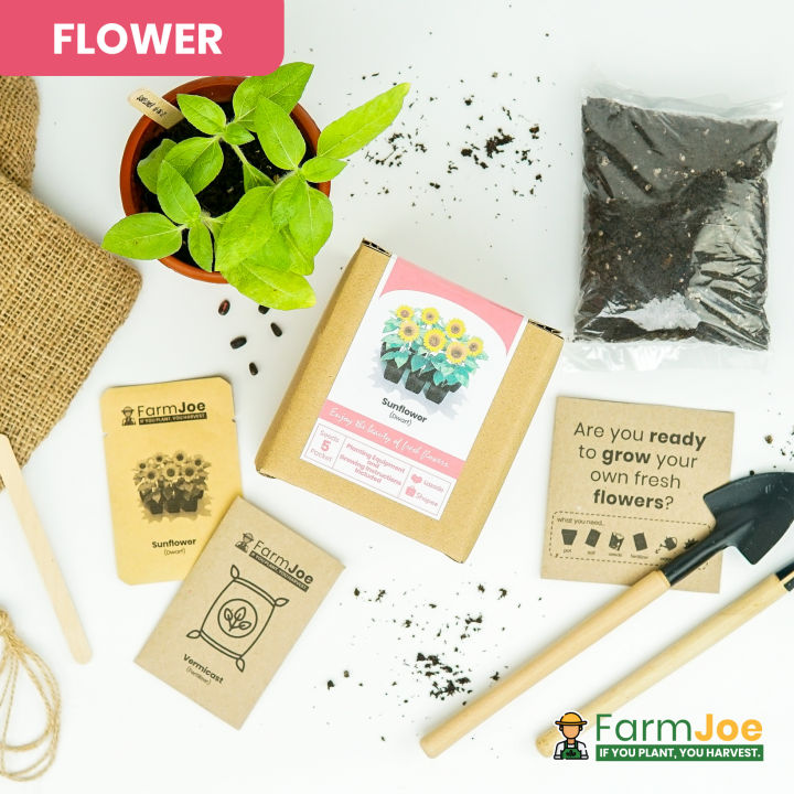 Growing Kit SUNFLOWER DWARF • Seedling Kit • Seed Starting Kit • Grow