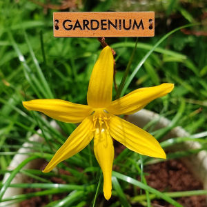 Umbi Bunga Rain Lily Flavissima - Rainlily Zephyranthes Hybrid