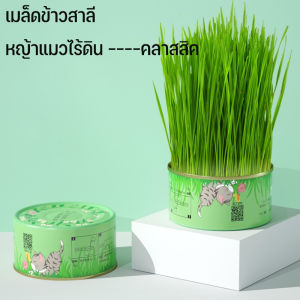 【Clarence-LZ】พร้อมส่ง หญ้าแมวออแกนิก เมล็ดข้าวสาลี ชุดปลูกหญ้าแมว ถาดเพาะต้นอ่อน 4 แพ็ค