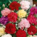 *Rare* Carnation Stripes Pico Flower Seeds - 20 seed Benih sayur sayuran Sesuai Untuk Pasuต้นไม้มงคล เมล็ดพันธุ์ผัก เมล็ดดอกไม้ ไม้ประดับ เมล็ดพันธุ์ ต้นไม้. 