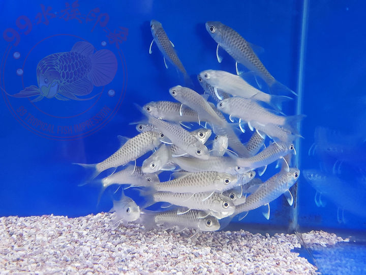 RESTOCKED!! 7-8cm Baby Empurau 忘不了 (1 Fish /2 Fishes/3 fishes per pack ...