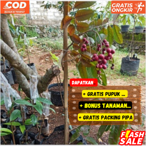 Pohon Kelengkeng Merah Ruby Longan Asli Sudah berbuah