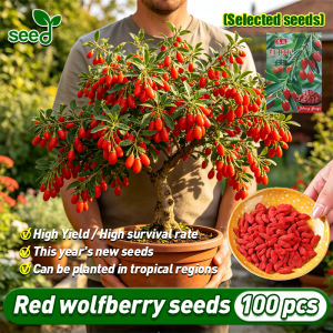 [Selected Seeds] 100pcs/pack Rare ‌Red Wolfberry seeds for Planting 100% Legit Wolfberry seedlings Chinese Wolfberry Goji Berry Plant Fruit Seeds Bonsai Tree Garden Balcony Potted Goji Berry Seedling Fresh Lycium barbarum seeds Buto Ng Bulaklak