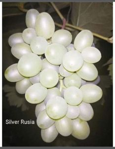 Bibit Anggur Import Silver Rusia STEK Unggul