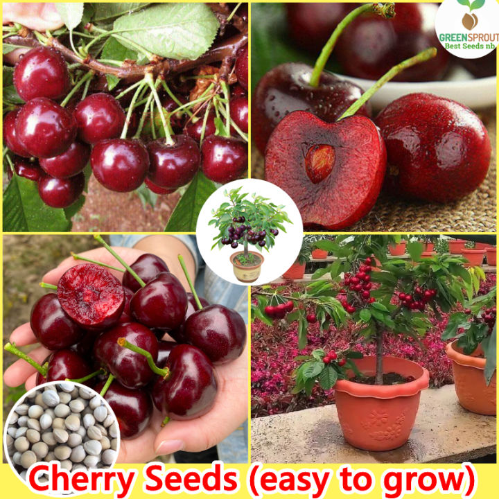 [Fast Germination] Sweet Cherry Seeds for Planting (30 seeds per pack ...