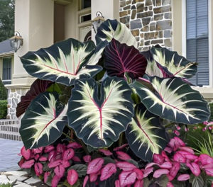Colorful Leaf Taro Gardening  for Garden Enthusiasts and Beginners  Diverse Varieties  Ornamental Appeal