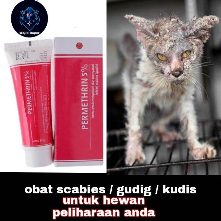 Obat Salep Scabies Tungau Kudis Kutu Untuk Kucing Dan Hewan Peliharaan ...