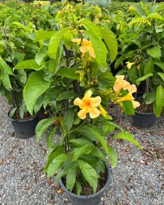 บานบุรีหอม บานบุรีเลื้อยดอกหอม หรือ บานบุรีแสด Odontadenia macrantha