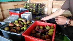 BUAH TIN/ARA FRESH 1/2 KG BUAH LOKAL