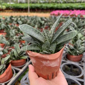 TKL - Gasteria Gracilis Succulent Plant 子宝/元宝花多肉植物