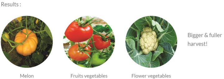 Organic%20Melon%20Vegetable%20Fertilizer%20426%20(400g)-%20%5BBundle%20of%202%5D%20-%20Image%202