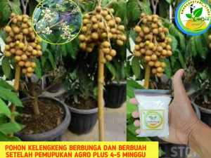 Pupuk AGRO PLUS booster bunga semua tanaman buah pupuk ajaib pupuk kilat pupuk daun pupuk agro bibit pupuk zk za dgw zpt pupuk agrodyke pupuk cpn cng pupuk grower pupuk znso4 pupuk durian kelengkeng alpukat pupuk psb boster kelengkeng boster lengkeng