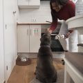 Dog Feeding Reminder, Dog Fed Sign Tracker -Daily Am/Pm Chart Slider Sign forFeeding and Pill Reminder, Easy to Use On Fridge Or Wall with Adhesive and Magnet,Pet Supplies. 