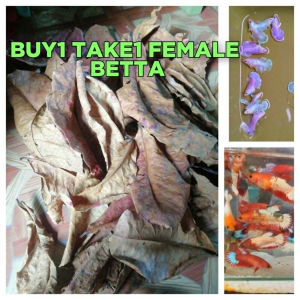 B1take1 male/fem bettafish aquarium decoration jr-breeder size