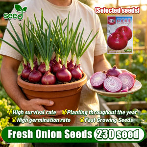 [Selected Seeds 230pcs]High Yield Red Onion Seeds for Planting Vegetables Plants - 100% Original Fresh Sibuyas Red Onion Seeds for Gardening F1 Hybrid Sibuyas Seeds Garden Balcony Indoor Potted Red Hawk Onion Plants Bonsai Veggie Seeds Red Onion Seedlings