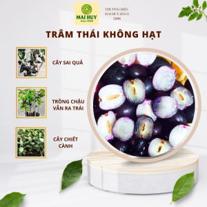 TRÂM THÁI SIÊU TRÁI – TRÂM THÁI GIỐNG KHỎE MẠNH DỄ TRỒNG KHÔNG HẠT - MAI HUY SINCE 2008