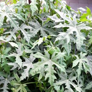 Daun gedi daun pepaya jepang 100 helai-az