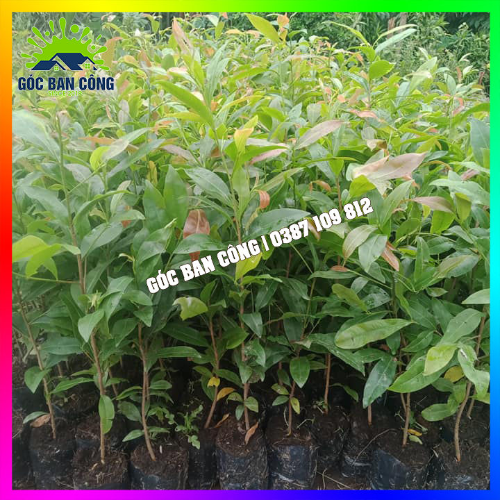 Combo 20 Cây Mai Con Quấn Rễ