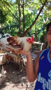 Iron Beak Gamefowl Feed Improve Endurance Strength and Activity for Training and Daily Care