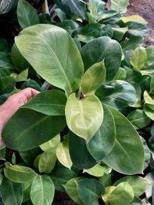 ต้นกุมารเรียกทรัพย์ กุมารเรียกทรัพย์ กุมารทอง ต้นไม้มงคล ไม้ประดับนามมงคล ส่งพร้อมกระถาง ขนาด 6 นิ้ว