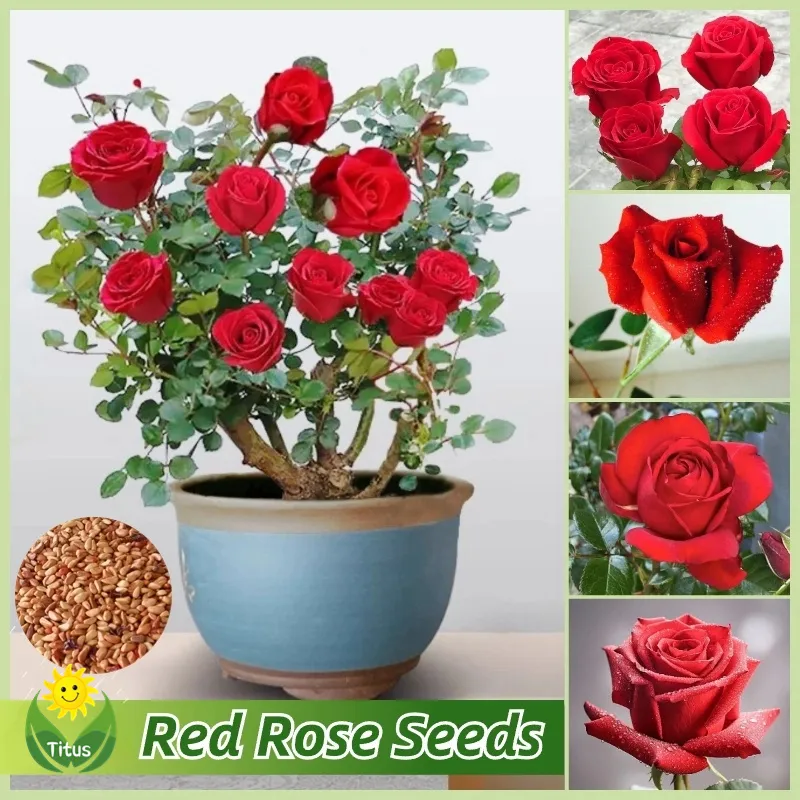 100% Legit Red Rose Seeds for Planting & Gardening (100pcs) Rose Flower  Plant Seeds Bonsai Flower