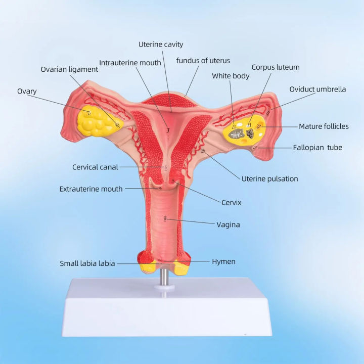 1 default Human Uterus and Ovary Model Reproductive Organ Model Life ...