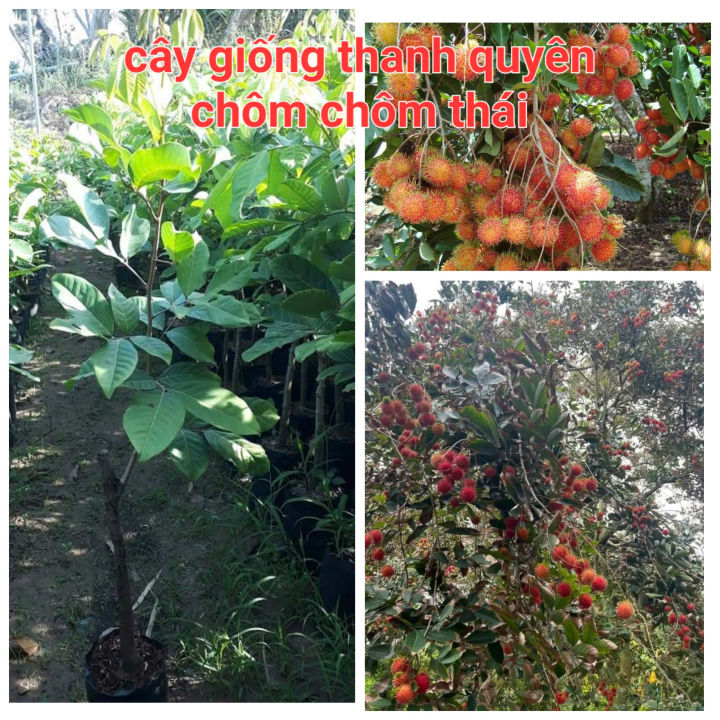 CÂY CHÔM CHÔM THÁI