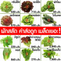 *ค่าส่งถูก* ถาดเพาะกล้า 60หลุม 104หลุม ถาดเพาะชำ ถาดเพาะต้นกล้า ถาดเพาะต้นอ่อน ถาดเพาะเมล็ด ถาดเพาะปลูกผัก แบ่งขาย (สั่ง 4ชิ้นขึ้นไป). 