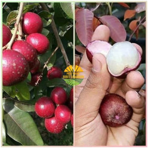 Bibit Tanaman Kelengkeng Merah Asli