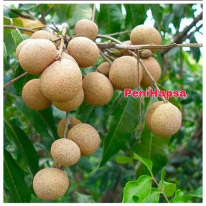 Bibit Kelengkeng New Kristal Super Hasil Okulasi Cepat Berbuah