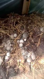 {MURAHCOD} 8 LONG BIBIT JAMUR MERANG SEMI HITAM DAN PUTIH SIAP TEBAR 30 RIBUAN