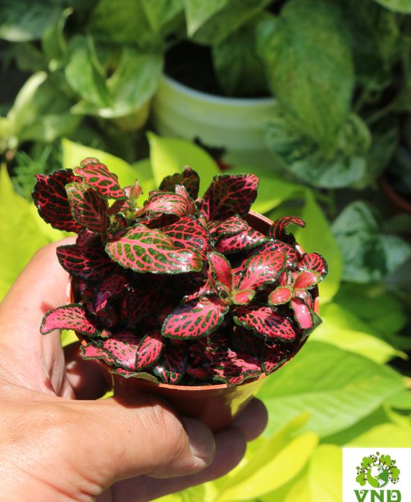 Ch%E1%BA%ADu%20l%C3%A1%20G%E1%BA%A5m%20May%20M%E1%BA%AFn%20m%C3%A0u%20%C4%91%E1%BB%8F%20-%20Image%203