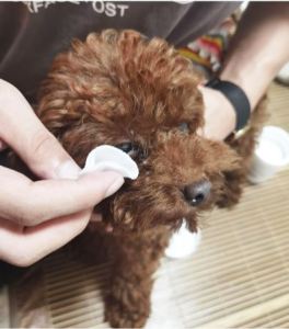TISU BASAH PEMBERSIH MATA KUCING ANJING PEMBERSIH