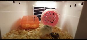 box kandang hamster LED