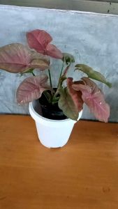 ออมชมพูใบใหญ่สวยๆไม้ฟอกอากาศ