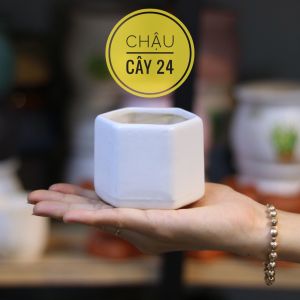 Chậu Trồng Sen Đá Xương Rồng Cây Cảnh Để Bàn Cây bonsai Hình Lục Giác